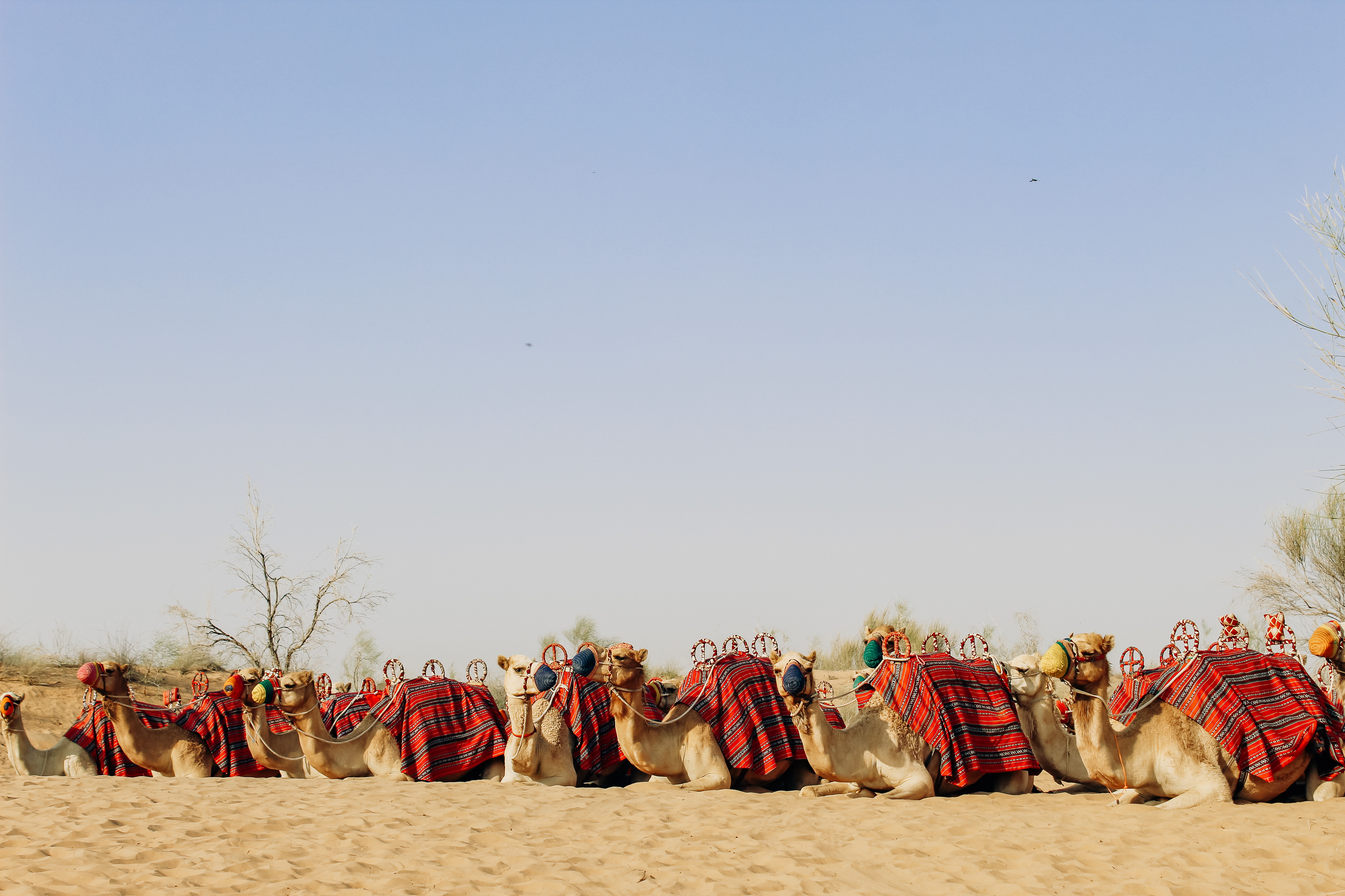 Camels in desert with colorful saddles